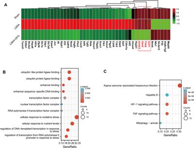 Identification of Potential Ferroptosis Key Genes in the Pathogenesis of Lumbosacral Spinal Root Avulsion by RNA Sequencing and Bioinformatics Analysis